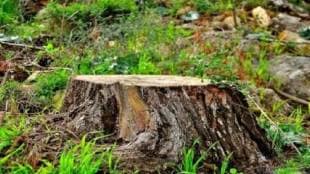 simhastha Kumbh mela 796 trees to be cut for sewage plants in Nashik