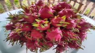 Vasai Virar farmers doing dragon fruit farming
