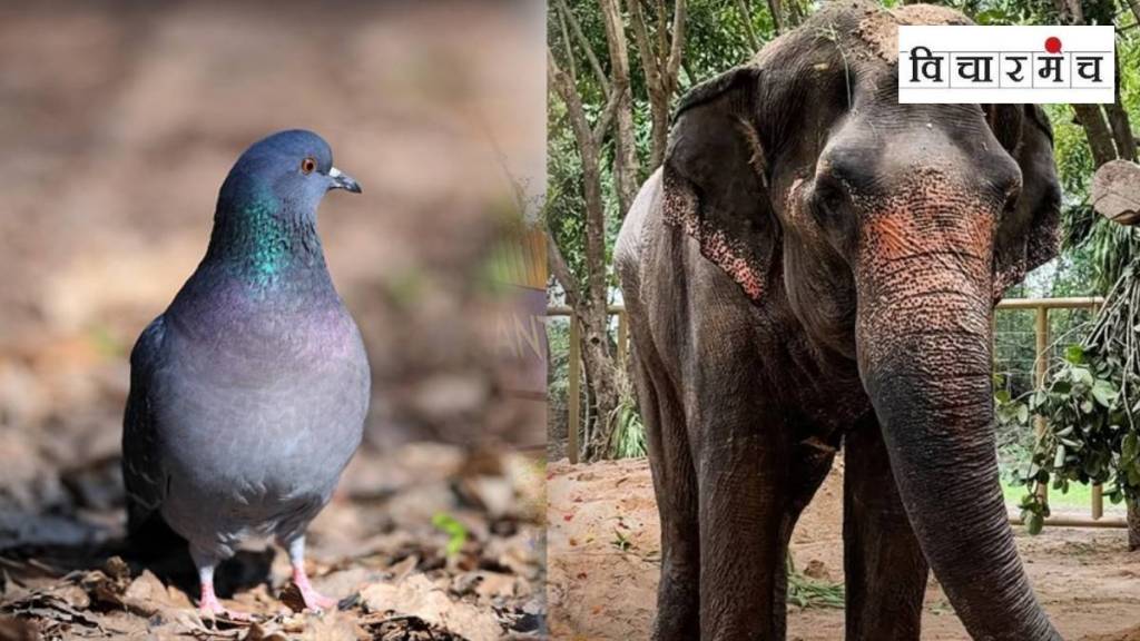 law about keeping animals marathi news