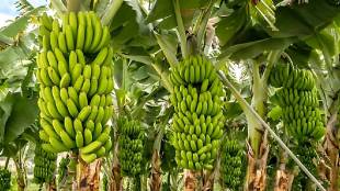 banana price hike during raksha bandhan and janmashtami brings relief to jalgaon region growers