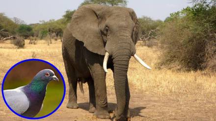 human animal coexistence, animal rights India, street dog conflict, elephant controversies India, pigeon house protests Mumbai, human animal coexistence, animal rights India, street dog conflict, elephant controversies India, pigeon house protests Mumbai,