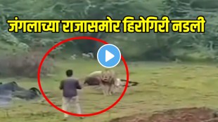Shocking video Young Man Tried To Capture Video Of Hunting Video Made Lion Angry Video Viral