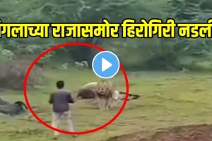 Shocking video Young Man Tried To Capture Video Of Hunting Video Made Lion Angry Video Viral