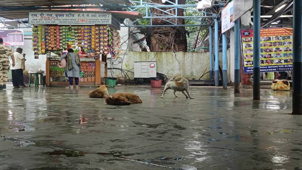 Stray dogs increasing at badlapur station causing fear of bites among passengers