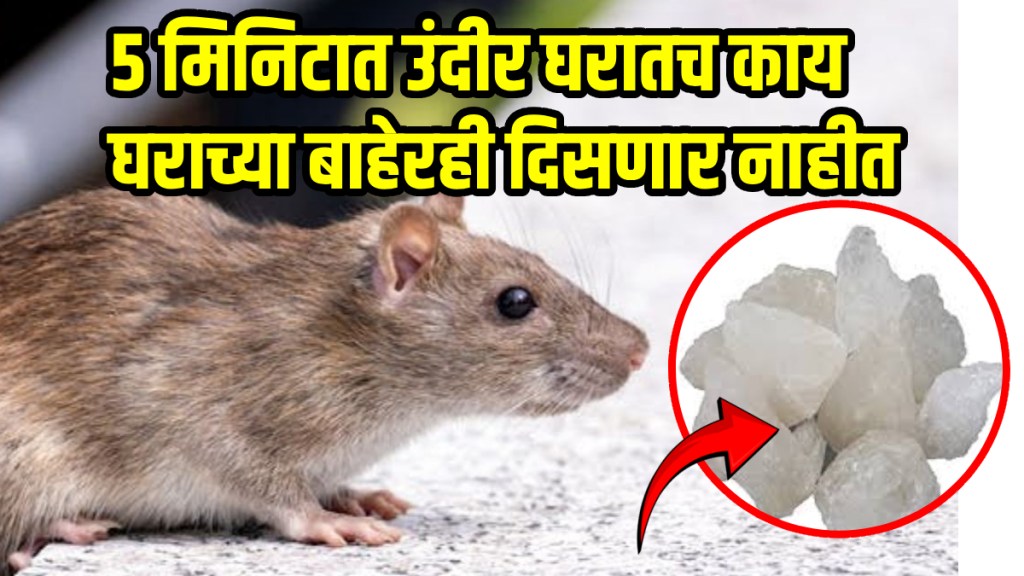 home remedies to get rid of rats How To Get Rid Of Rats Without Killing