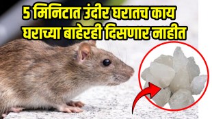 home remedies to get rid of rats How To Get Rid Of Rats Without Killing