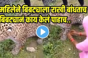 Rakshabandhan viral video Rajasthan Woman Ties Rakhi To Leopard, Says, 'Now He Is My Brother, Protect Him,' video goes viral