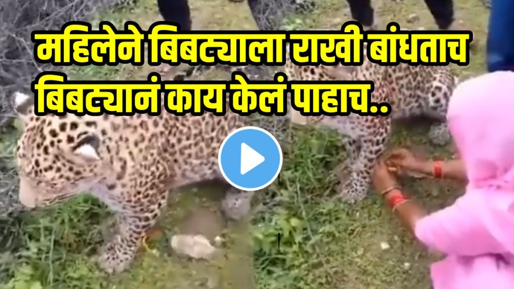Rakshabandhan viral video Rajasthan Woman Ties Rakhi To Leopard, Says, 'Now He Is My Brother, Protect Him,' video goes viral