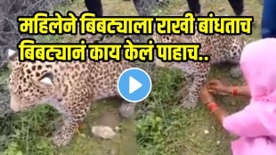 Rakshabandhan viral video Rajasthan Woman Ties Rakhi To Leopard, Says, 'Now He Is My Brother, Protect Him,' video goes viral
