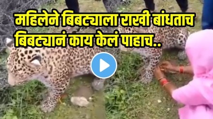 Rakshabandhan viral video Rajasthan Woman Ties Rakhi To Leopard, Says, 'Now He Is My Brother, Protect Him,' video goes viral