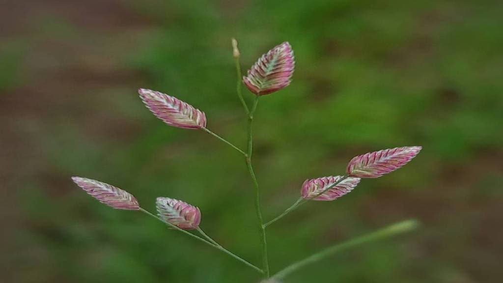 Sita s Poha eragrostis unioloides