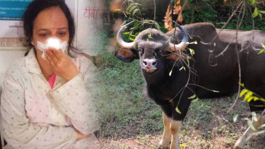 Primary teacher injured in wild animal accident