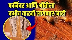घर पोखरून टाकणाऱ्या वाळवीपासून सुटकेसाठी करा ‘हा’ साधा सोपा उपाय; फर्निचर आणि भींतीला कधीच वाळवी लागणार नाही