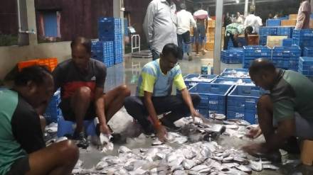fishermen worry about paplette availability and size
