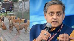 Shashi Tharoor : भटक्या कुत्र्यांच्या समस्येवर खासदार शशी थरूर यांनी सुचवला ‘हा’ तोडगा