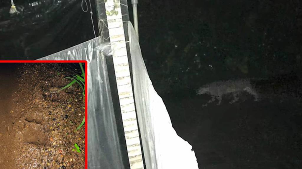 leopard sighting Kelve, leopard in Vartak Pakhadi, Palghar wildlife alert, leopard safety measures, Kelve village news,