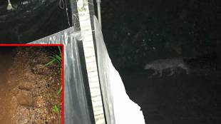 leopard sighting Kelve, leopard in Vartak Pakhadi, Palghar wildlife alert, leopard safety measures, Kelve village news,