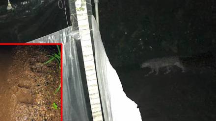 leopard sighting Kelve, leopard in Vartak Pakhadi, Palghar wildlife alert, leopard safety measures, Kelve village news,