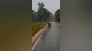 Tadoba Tiger Reserve,tiger sightings Tadoba,Tadoba monsoon wildlife,Tadoba tiger videos,