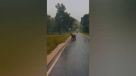 Tadoba Tiger Reserve,tiger sightings Tadoba,Tadoba monsoon wildlife,Tadoba tiger videos,