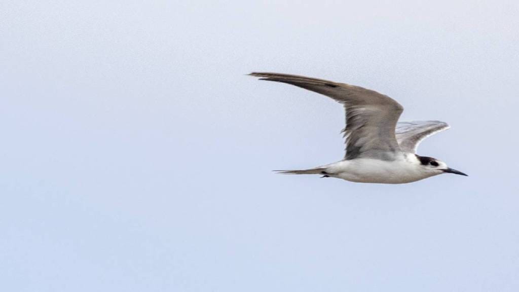 white Cheeked tern Seen for first time in vasai