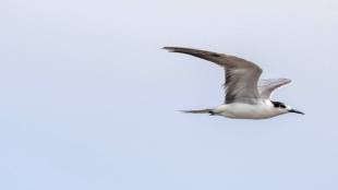 white Cheeked tern Seen for first time in vasai