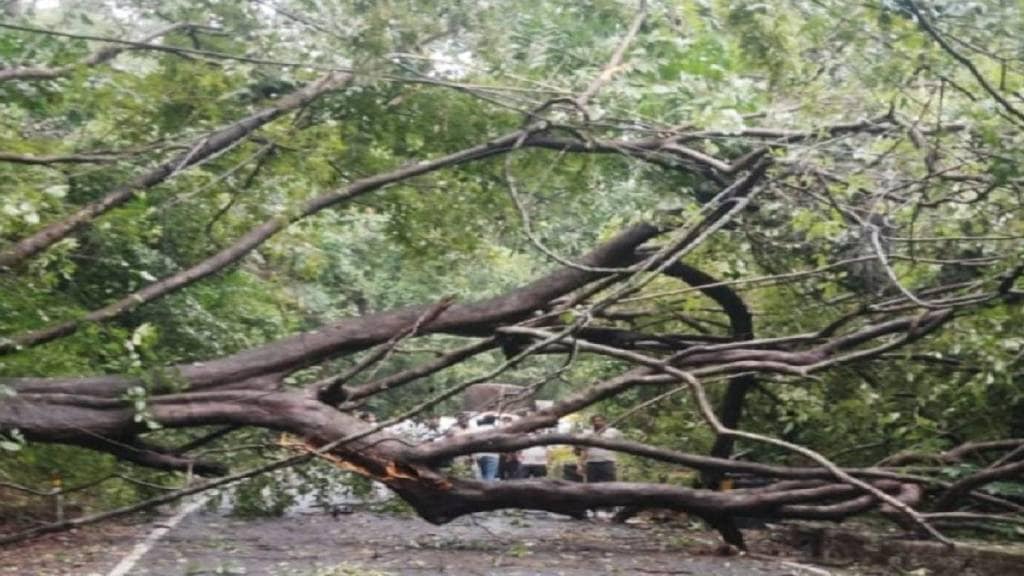 traffic halted after large tree fell on main highway at Kumbheshwar in amboli ghat today