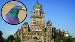 कबुतरांना नियंत्रित पद्धतीने खाद्य देण्याची तयारी, मुंबई महापालिकेने मागवल्या हरकती व सूचना