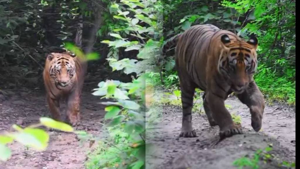 chota matka tiger news in marathi