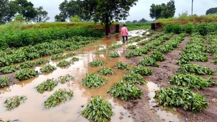 heavy rains in jalgaon damaged kharif crops on around 10000 hectares