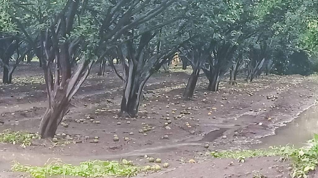 oranges become more expensive as ambia Bahara crop leaks with pests rising due to weather