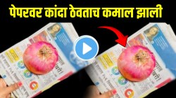 Kitchen Jugaad: पावसाळ्यात पेपरवर कांदा ठेवताच कमाल झाली; मोठ्या समस्येवर उपाय, काय ते VIDEO मध्ये पाहाच