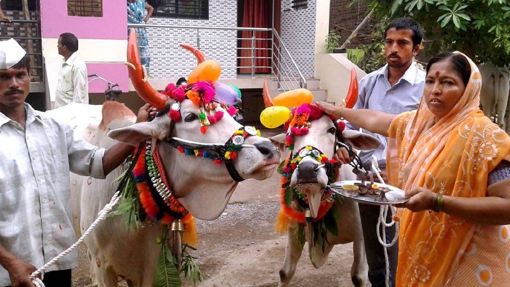 Viral lumpy disease spreads in jalgaon district 72 animals reported dead in recent days
