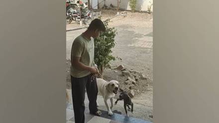 YCMOUs new dog eder Certificate' course on scientific dog rearing faces controversy