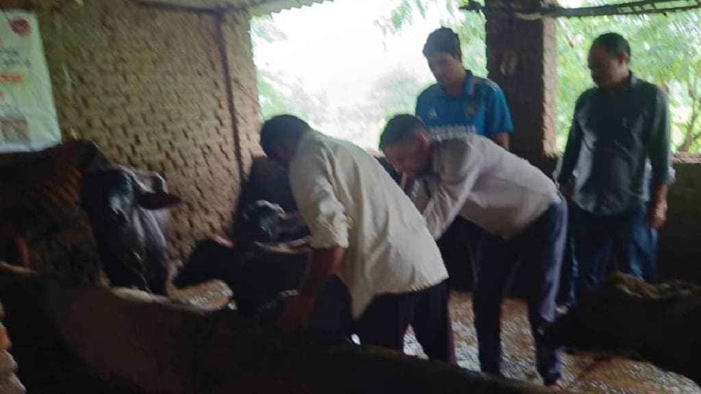 Foot and mouth vaccination begins in Wada after disease outbreak among animals