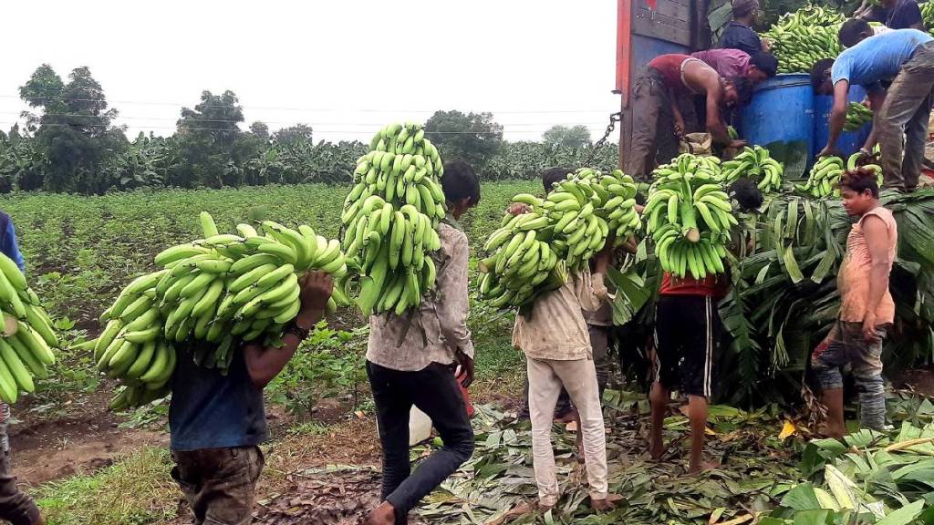 banana prices dropped from rs 2000 to rs 1200