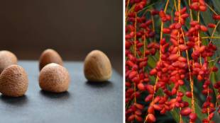 Maharashtra fruit export, GI tagged fruits Maharashtra, cluster development agriculture, rural employment Maharashtra, Maharashtra crop branding,