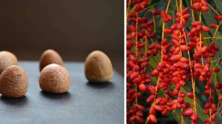 Maharashtra fruit export, GI tagged fruits Maharashtra, cluster development agriculture, rural employment Maharashtra, Maharashtra crop branding,