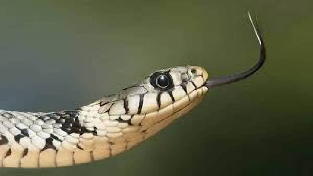 nagpur using Aghori treatment for snakebites if people do this can face legal action