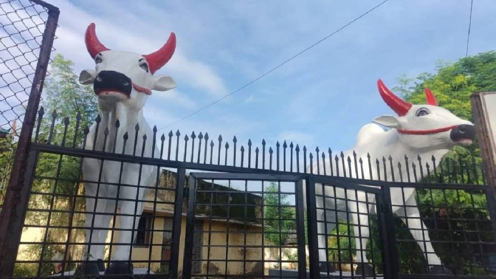 maharashtras only bull pair polla chawk in Akolas old city for six decades