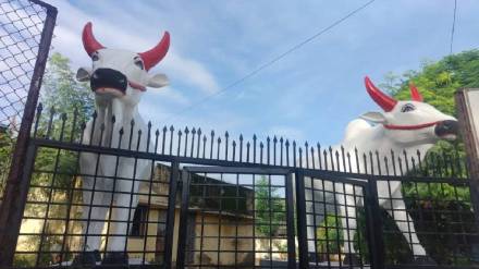 maharashtras only bull pair polla chawk in Akolas old city for six decades