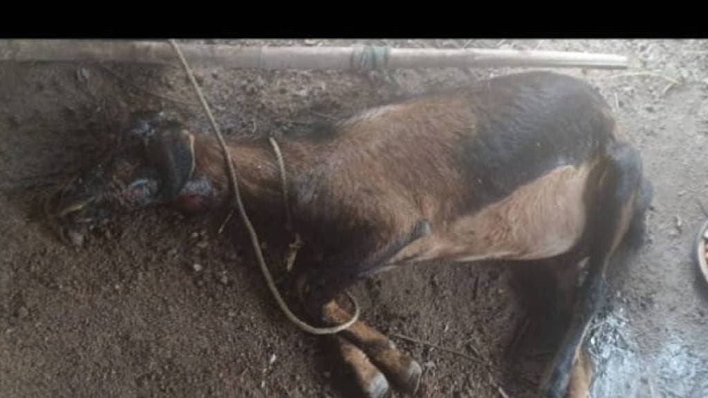bail Pola and Marbat celebrated in Gondia forest department patrols as Hunters gangs become active