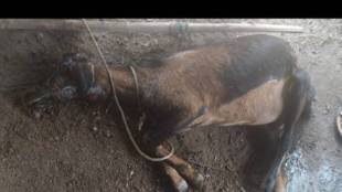 bail Pola and Marbat celebrated in Gondia forest department patrols as Hunters gangs become active