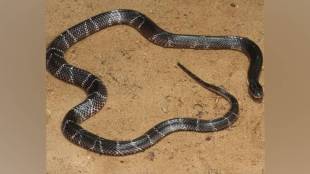 vasai heavy rains flooded low areas snakes found caught by rescuers released in forest