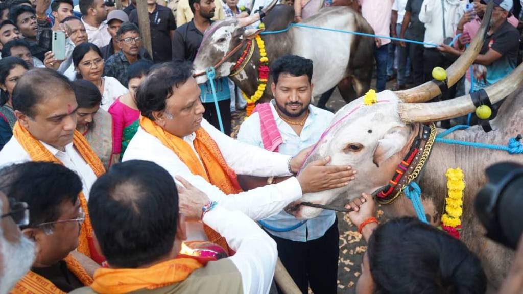 bail Pola must be celebrated with enthusiasm Adv Ashish Shelar