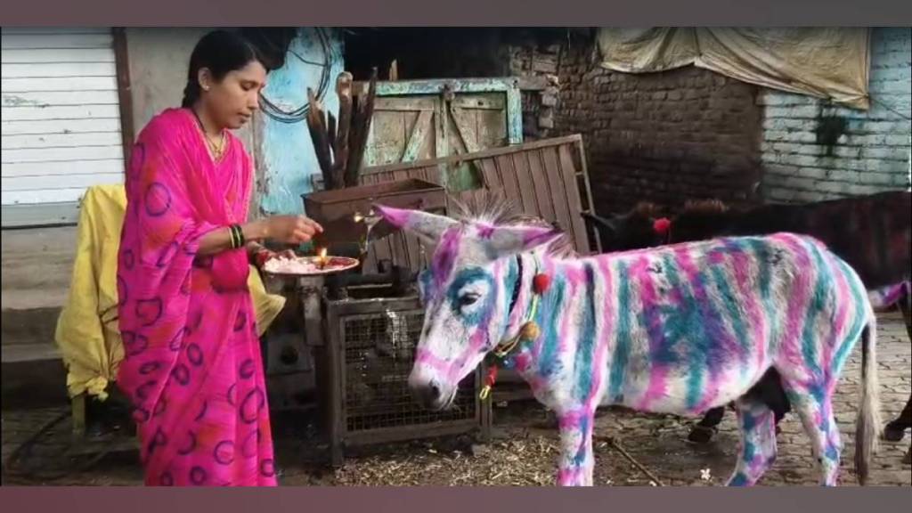 akot in akola celebrates unique donkey pola during bail pola honoring decorated donkeys for past 50 years