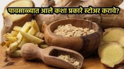 पावसाळ्याच्या दिवसांत आले कशा प्रकारे स्टोअर करावे? ‘या’ सोप्या उपायाने साठवल्यास टिकेल महिनो महिने