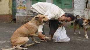 Stray dogs trouble nagpur Police Commissioner issues regulations