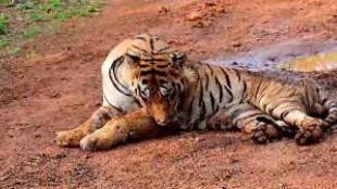 tadobas Chhota Matka tiger