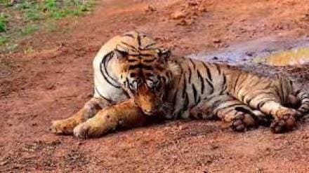 tadobas Chhota Matka tiger